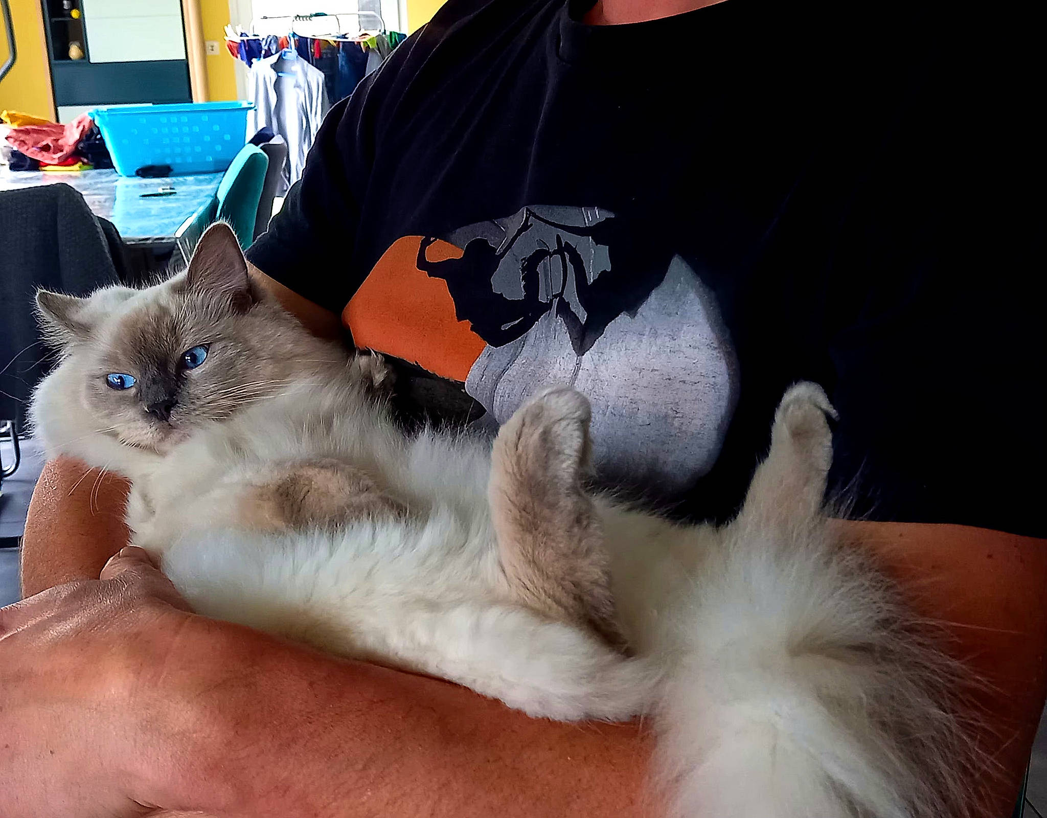 Pompom participe au concours pour gagner de l'argent avec cette photo : balinese, carnivore, cat, comfort, companion_dog, domestic_short_haired_cat, ear, fawn, felidae, fur, lap, nap, paw, sleeve, small_to_medium_sized_cats, snout, t_shirt, thai, tonkinese, whiskers