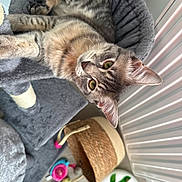 Aïko participe au concours pour gagner de l'argent avec cette photo : cat, tabby_cat, feline, pet, cat_bed, cat_tree, basket, toys, plush, indoor, portrait, whiskers, ears, green_eyes, fur, floor, scratching_post, cozy, sleepy, home