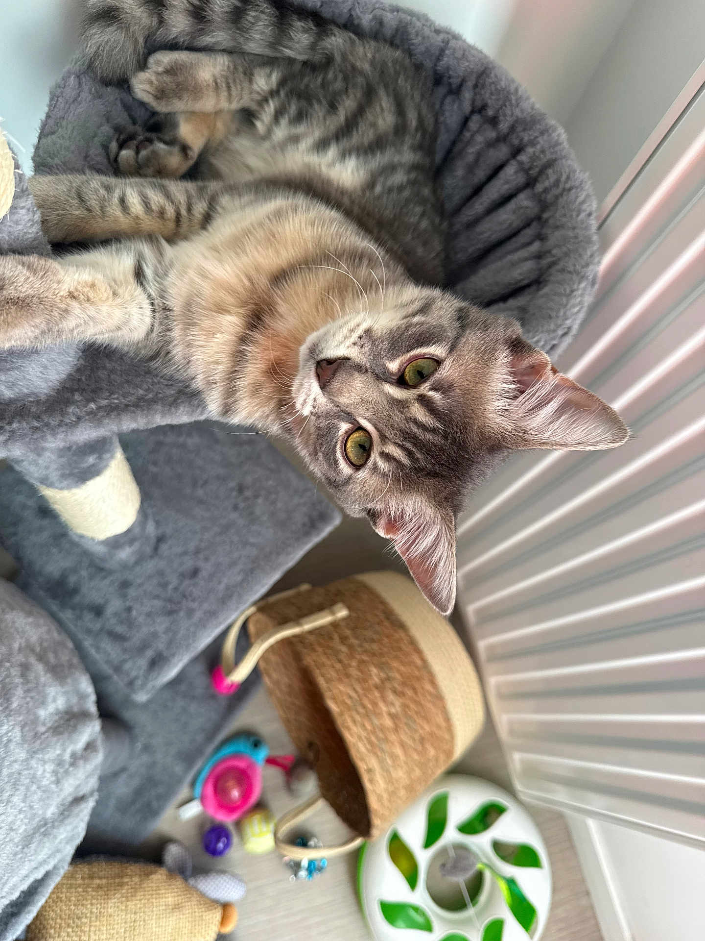 Aïko participe au concours pour gagner de l'argent avec cette photo : cat, tabby_cat, feline, pet, cat_bed, cat_tree, basket, toys, plush, indoor, portrait, whiskers, ears, green_eyes, fur, floor, scratching_post, cozy, sleepy, home