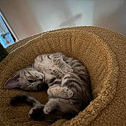 Vénus participe au concours pour gagner de l'argent avec cette photo : animal, cat, cat_bed, cozy, curled_up, cute, domestic_cat, feline, fur, indoor, kitten, paws, pet, relaxed, resting, scratching_post, sleeping, tabby, tail, whiskers