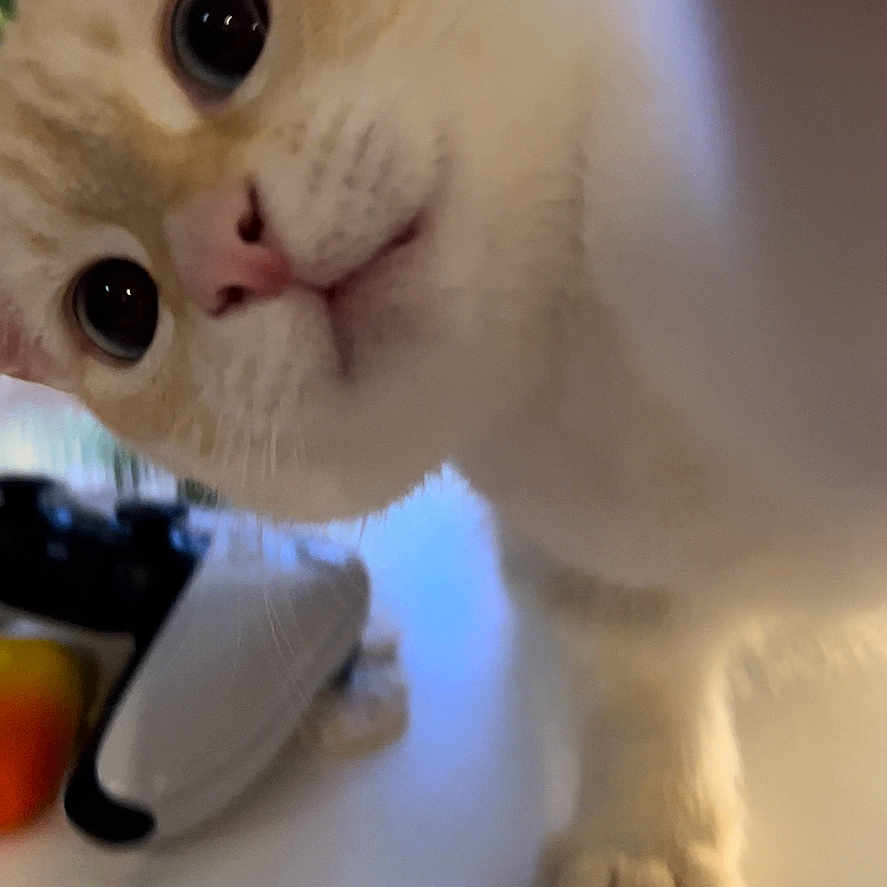 Sky is registered to the contest to win money with this photo: abyssinian, angora, animal, bodypart, cat, computer, computerhardware, electronics, finger, hand, hardware, kitten, manx, monitor, mouse, mouth, pc, person, pet, siamese
