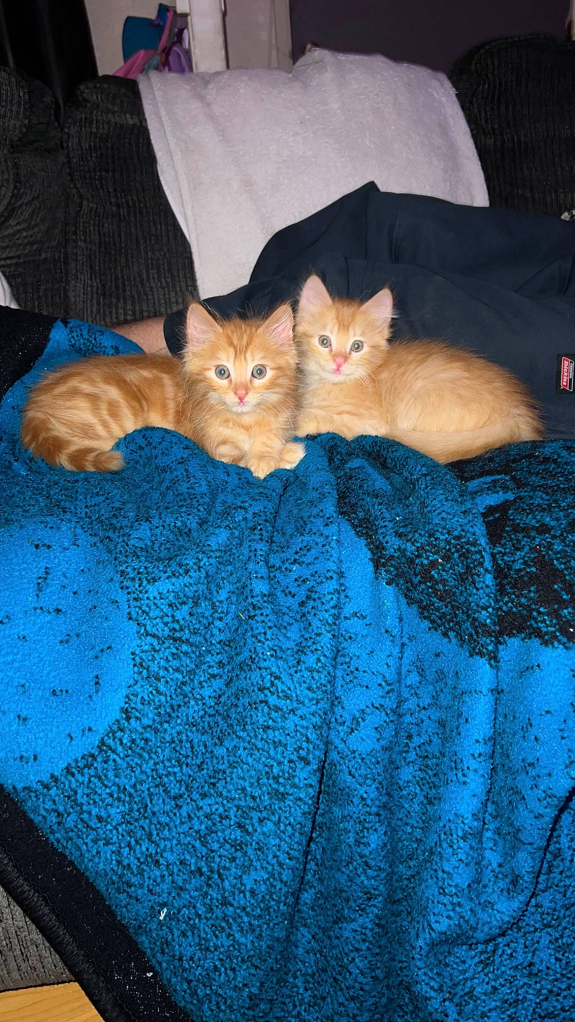 Simba And Nala is registered to the contest to win money with this photo: bag, bedding, blanket, blue, brown, carnivore, cat, comfort, electric_blue, felidae, fur, linens, orange, pattern, room, small_to_medium_sized_cats, tail, textile, tints_and_shades, whiskers
