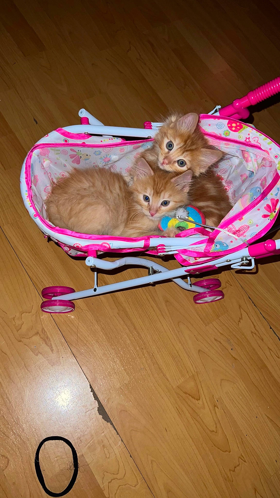 Simba And Nala joined the competition — help win amazing prizes! bag, carnivore, cat, cat_supply, cat_toy, domestic_short_haired_cat, event, fawn, felidae, flooring, fur, hardwood, holiday, magenta, pet_supply, pink, small_to_medium_sized_cats, tail, whiskers, wood