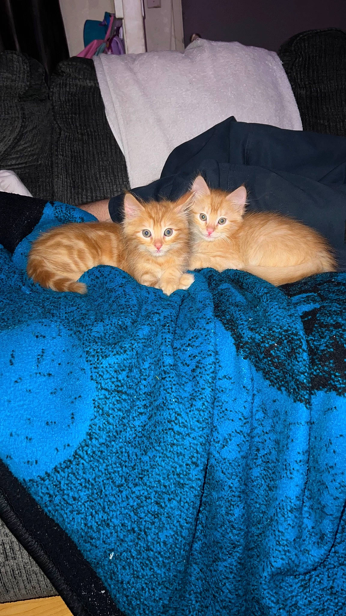 Simba And Nala is registered to the contest to win money with this photo: bag, blue, carnivore, cat, comfort, couch, domestic_short_haired_cat, electric_blue, fawn, felidae, fur, linens, luggage_and_bags, orange, pattern, room, small_to_medium_sized_cats, tail, textile, whiskers