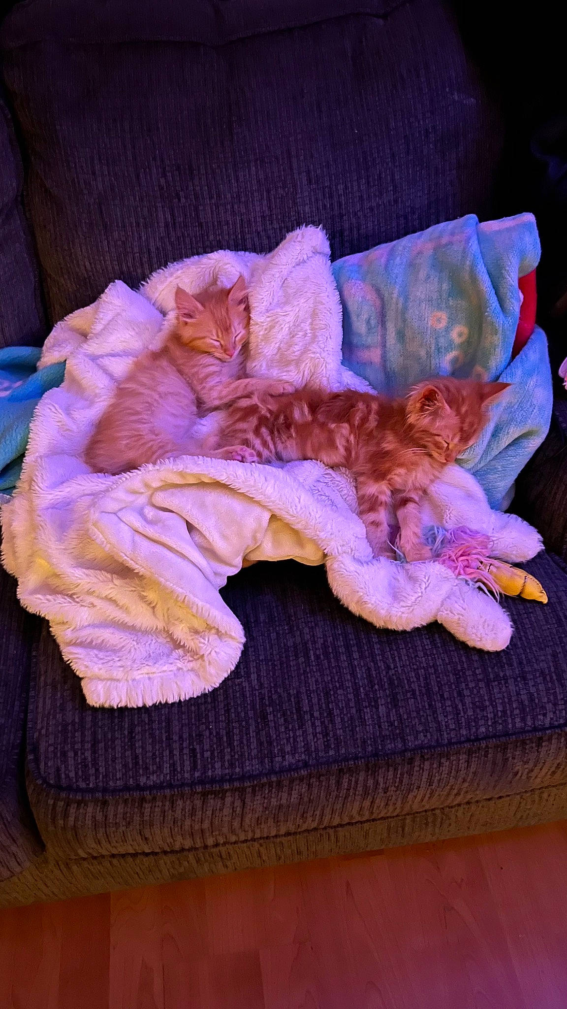 Simba And Nala is registered to the contest to win money with this photo: art, baby_toddler_clothing, canidae, carnivore, cat, comfort, electric_blue, fawn, felidae, flooring, fur, linens, magenta, purple, sleeve, small_to_medium_sized_cats, tail, thread, wood, wool