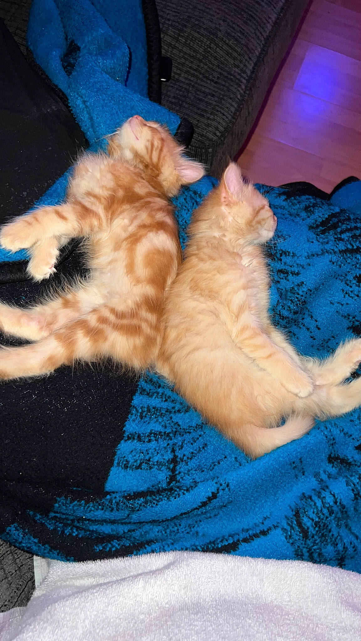 Simba And Nala joined the competition — help win amazing prizes! blue, carnivore, cat, claw, comfort, domestic_short_haired_cat, electric_blue, fawn, felidae, foot, fur, gesture, lap, nap, paw, sitting, sleep, small_to_medium_sized_cats, tail, whiskers