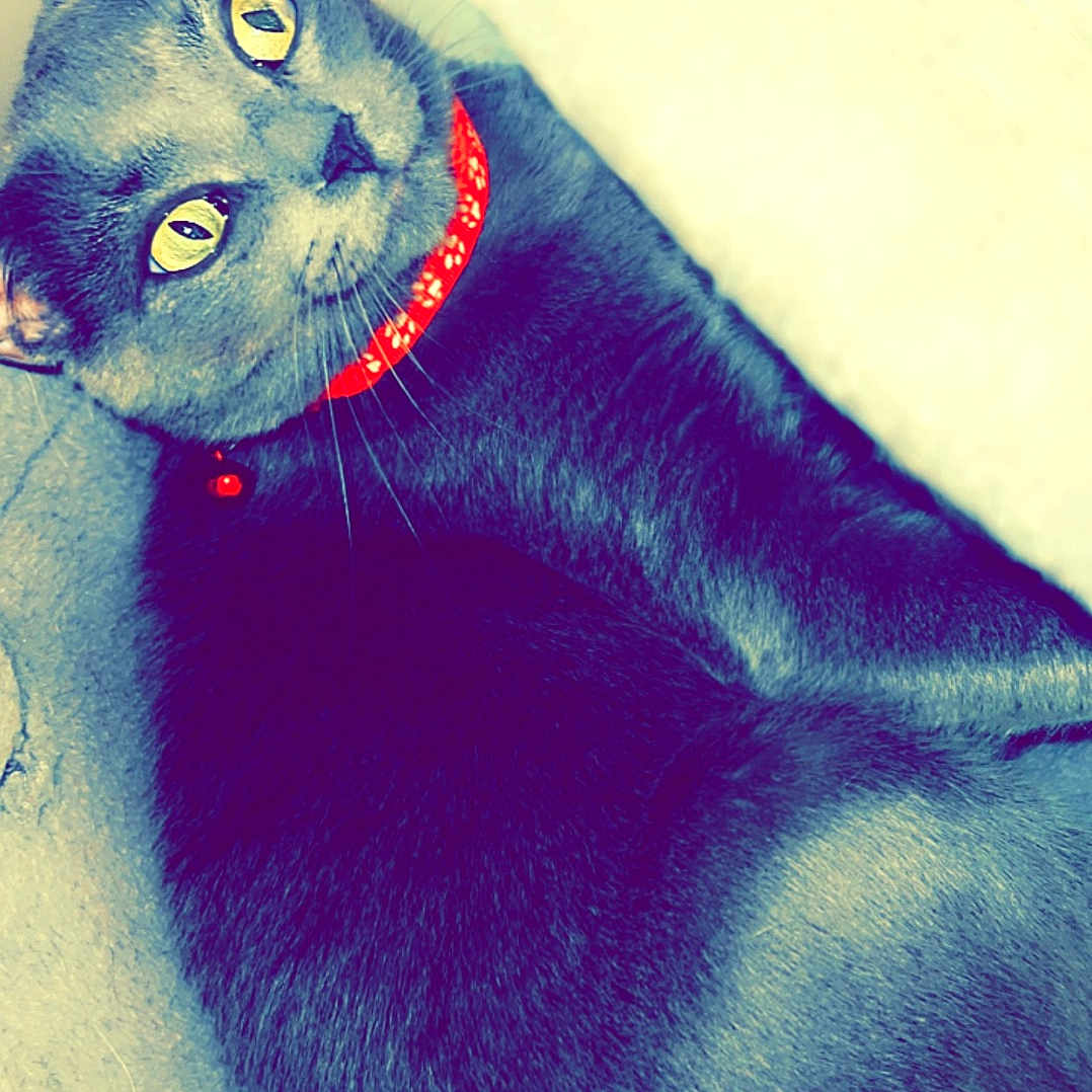 Franny