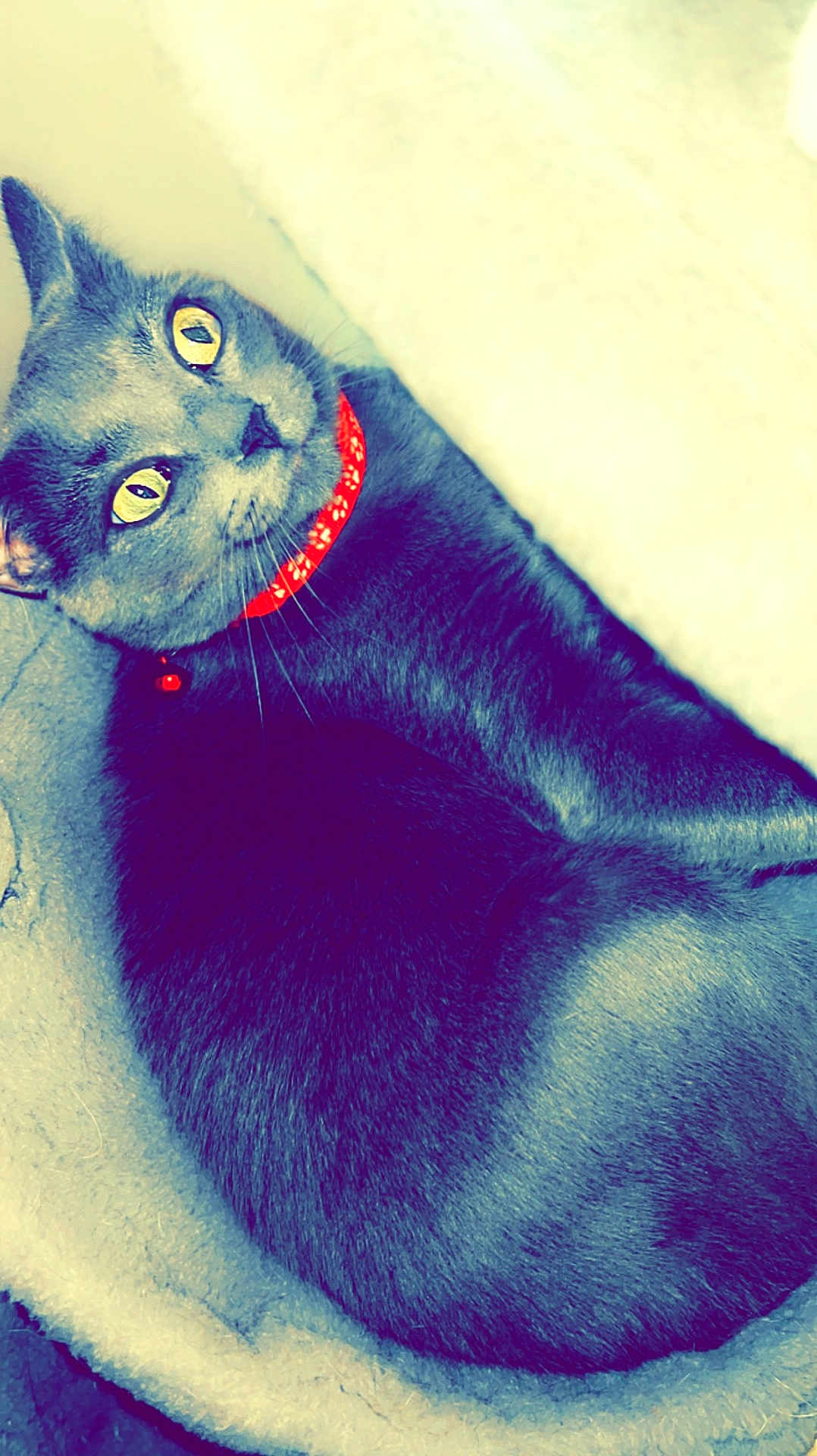 Franny
