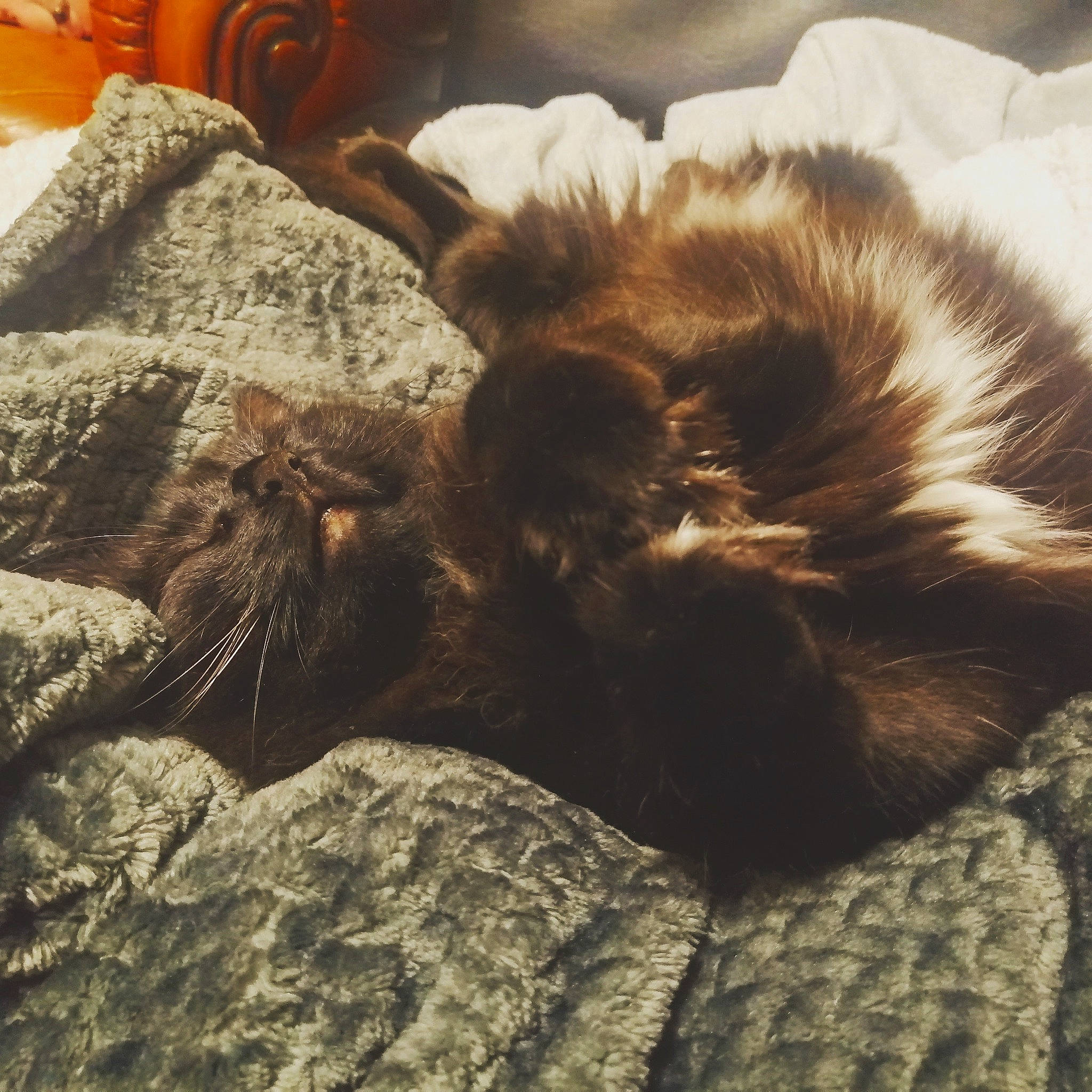 Nuts a rejoint le concours — aidez-le/la à gagner de superbes lots ! carnivore, cat, claw, felidae, fur, kitten, nap, sleep, small_to_medium_sized_cats, tail, whiskers