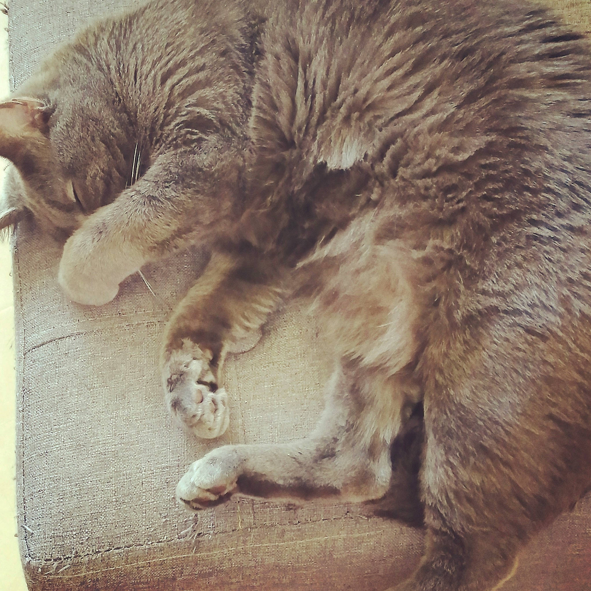 Nao participe au concours pour gagner de l'argent avec cette photo : asian, carnivore, cat, claw, domestic_short_haired_cat, european_shorthair, eye, felidae, fur, nap, nose, paw, polydactyl_cat, skin, sleep, small_to_medium_sized_cats, snout, tabby_cat, tail, whiskers