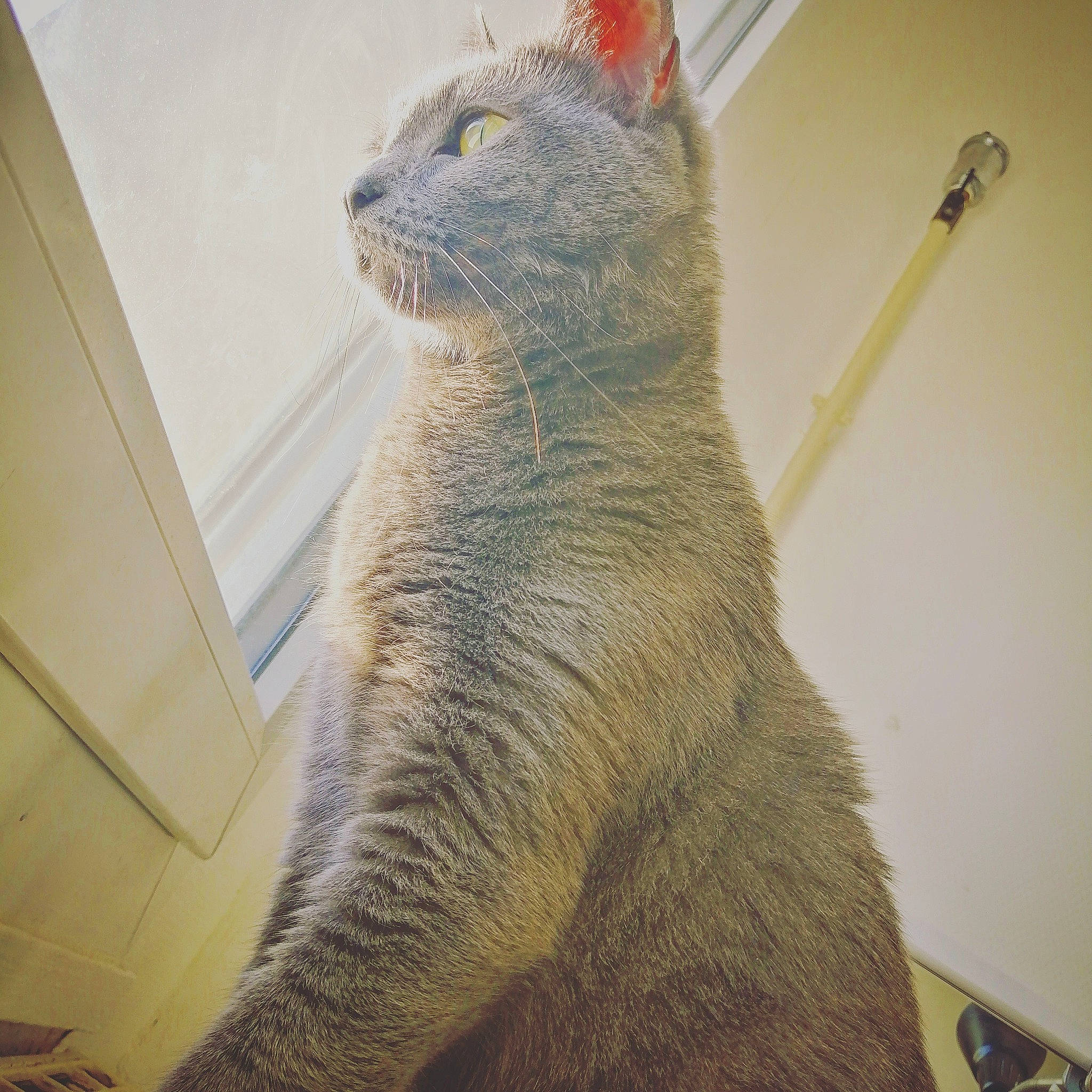 Nao a rejoint le concours — aidez-le/la à gagner de superbes lots ! asian, british_shorthair, carnivore, cat, chartreux, domestic_short_haired_cat, european_shorthair, fawn, felidae, german_rex, korat, mammal, nebelung, russian_blue, small_to_medium_sized_cats, snout, tail, vertebrate, whiskers