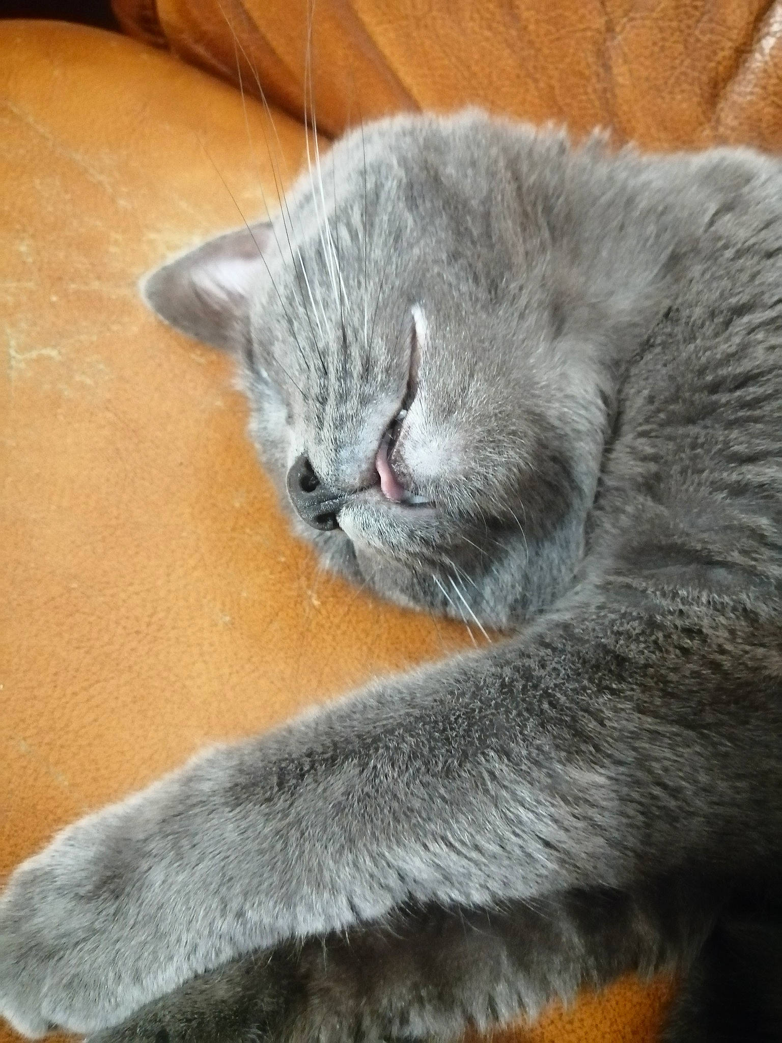 Nao participe au concours pour gagner de l'argent avec cette photo : carnivore, cat, claw, comfort, domestic_short_haired_cat, electric_blue, felidae, fur, grey, hardwood, paw, russian_blue, small_to_medium_sized_cats, snout, tail, terrestrial_animal, whiskers, wood