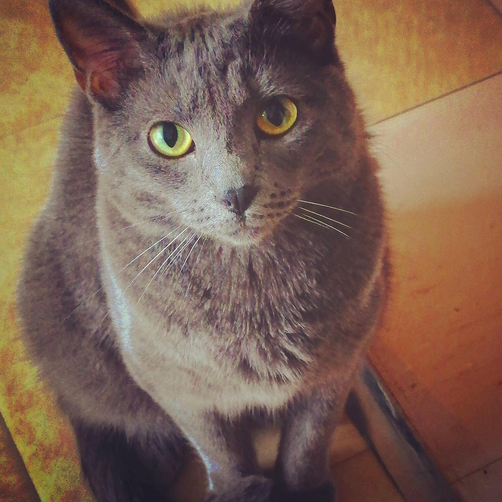 Nao participe au concours pour gagner de l'argent avec cette photo : asian, carnivore, cat, chartreux, domestic_short_haired_cat, european_shorthair, eye, felidae, fur, korat, mammal, nebelung, russian_blue, sky, small_to_medium_sized_cats, snout, square, whiskers