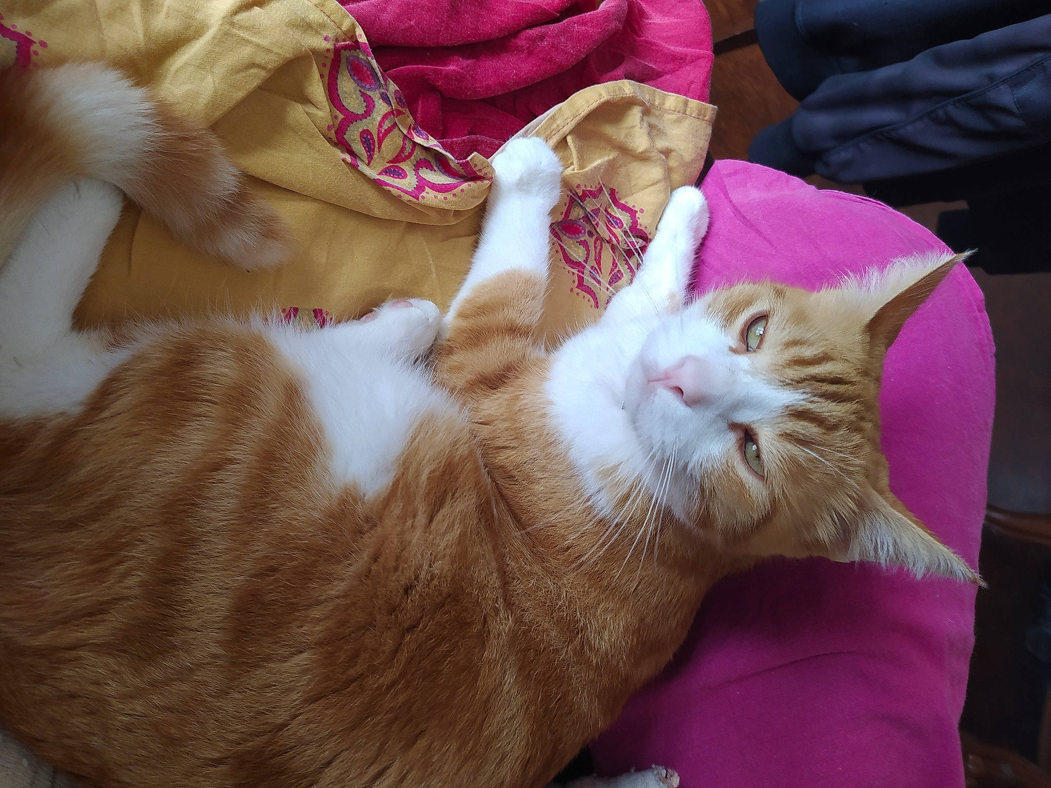 Garfield