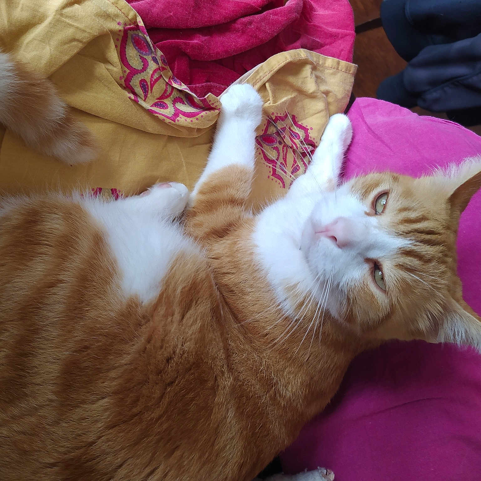 Garfield