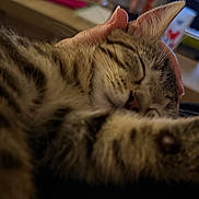 Baloo a rejoint le concours — aidez-le/la à gagner de superbes lots ! cat, tabby, sleeping, close_up, paw, hand, indoor, blurred_background, feline, striped_fur, cozy, resting, domestic_animal, living_room, napping, pet, warm_light, relaxation, soft_focus, companion