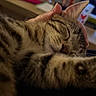cat, tabby, sleeping, close_up, paw, hand, indoor, blurred_background, feline, striped_fur, cozy, resting, domestic_animal, living_room, napping, pet, warm_light, relaxation, soft_focus, companion