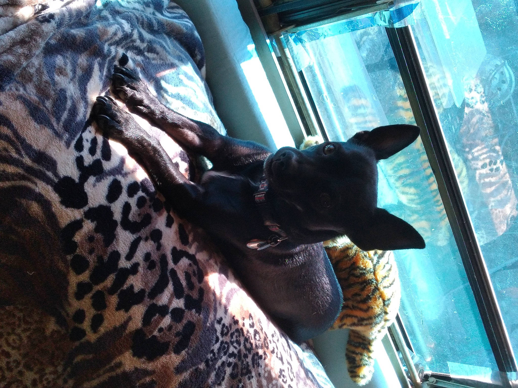 Lil Man is registered to the contest to win money with this photo: big_cats, carnivore, comfort, fawn, felidae, fur, giraffidae, human_leg, jaguar, leopard, mammal, organism, small_to_medium_sized_cats, snout, tail, terrestrial_animal, vertebrate, water, whiskers, wildlife