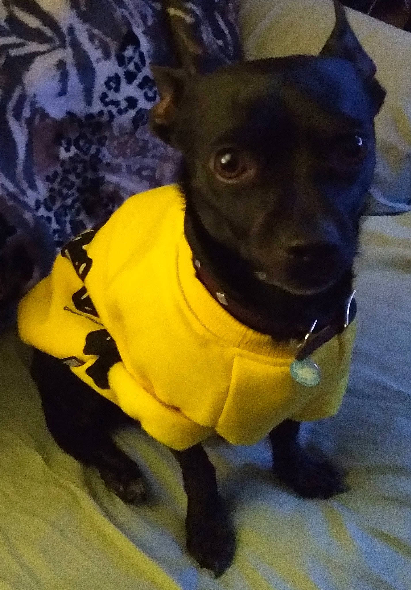 Lil Man is registered to the contest to win money with this photo: bow_tie, carnivore, collar, companion_dog, dog, dog_breed, dog_clothes, dog_collar, dog_supply, electric_blue, fashion_accessory, fawn, leash, personal_protective_equipment, pet_supply, snout, sporting_group, toy_dog, whiskers, working_animal