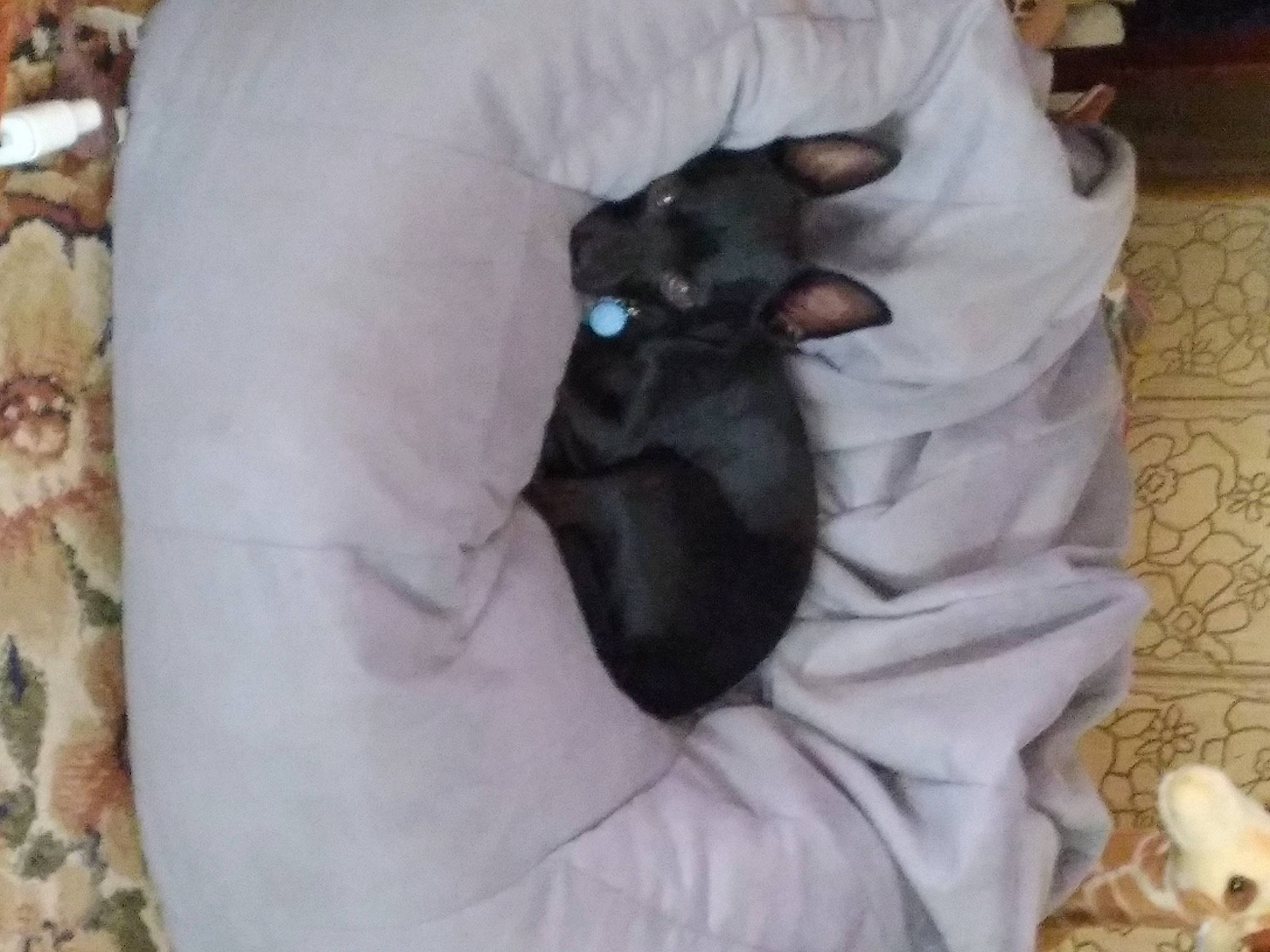 Lil Man is registered to the contest to win money with this photo: bed, black_cat, canidae, carnivore, cat, comfort, companion_dog, dog_breed, fawn, felidae, fur, grey, linens, paw, small_to_medium_sized_cats, snout, sporting_group, tail, whiskers, white