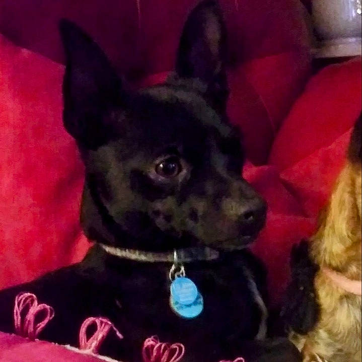 Lil Man is registered to the contest to win money with this photo: canidae, carnivore, collar, companion_dog, couch, dog, dog_breed, dog_collar, ear, electric_blue, fashion_accessory, fawn, fur, party_hat, snout, sporting_group, square, vertebrate, whiskers, working_animal