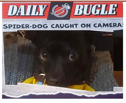 Lil Man joined the competition — help win amazing prizes! animal_shelter, canidae, carnivore, cat_supply, companion_dog, dog, dog_breed, dog_supply, font, fur, liver, non_sporting_group, pet_supply, photo_caption, puppy, rectangle, snout, sporting_group, terrestrial_animal, working_animal