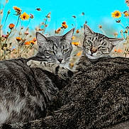 Henryandgracie joined the competition — help win amazing prizes! animal, blue_sky, cat, cozy, cute, feline, field, flower, fur, grass, nature, outdoor, pet, portrait, relaxed, sky, snuggling, tabby_cat, whiskers, wildflower