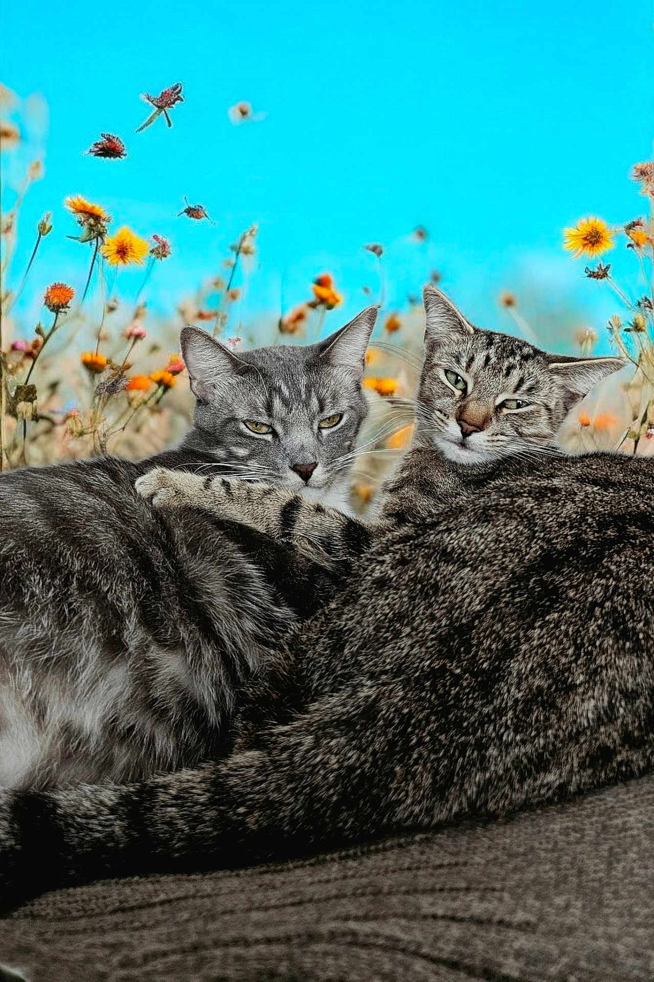 Henryandgracie joined the competition — help win amazing prizes! animal, blue_sky, cat, cozy, cute, feline, field, flower, fur, grass, nature, outdoor, pet, portrait, relaxed, sky, snuggling, tabby_cat, whiskers, wildflower