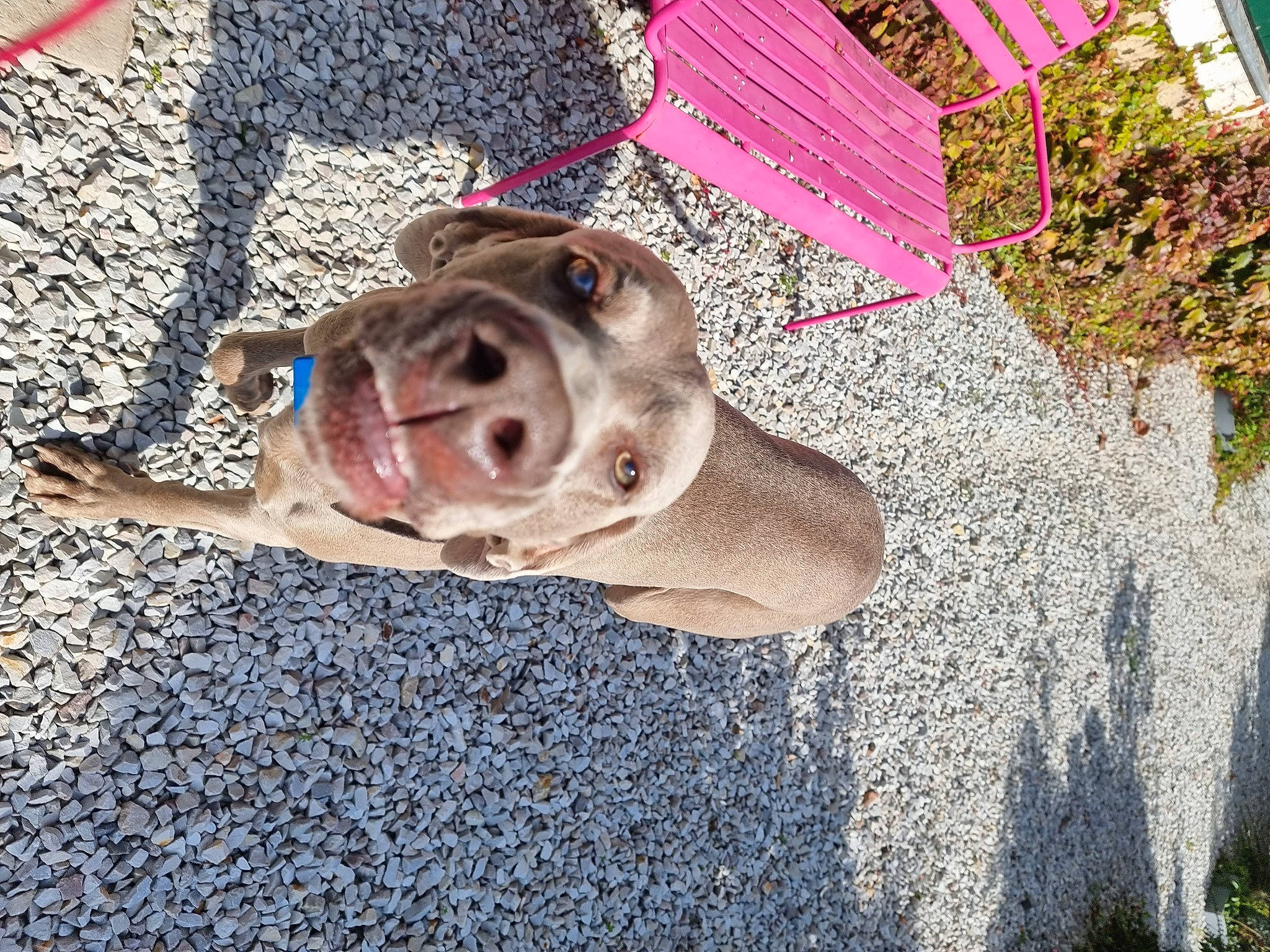 Menhir a rejoint le concours — aidez-le/la à gagner de superbes lots ! art, carnivore, collar, companion_dog, dog, dog_breed, dog_collar, dog_supply, eyewear, fashion_accessory, fawn, leash, magenta, pink, plant, road_surface, sidewalk, snout, working_animal, wrinkle