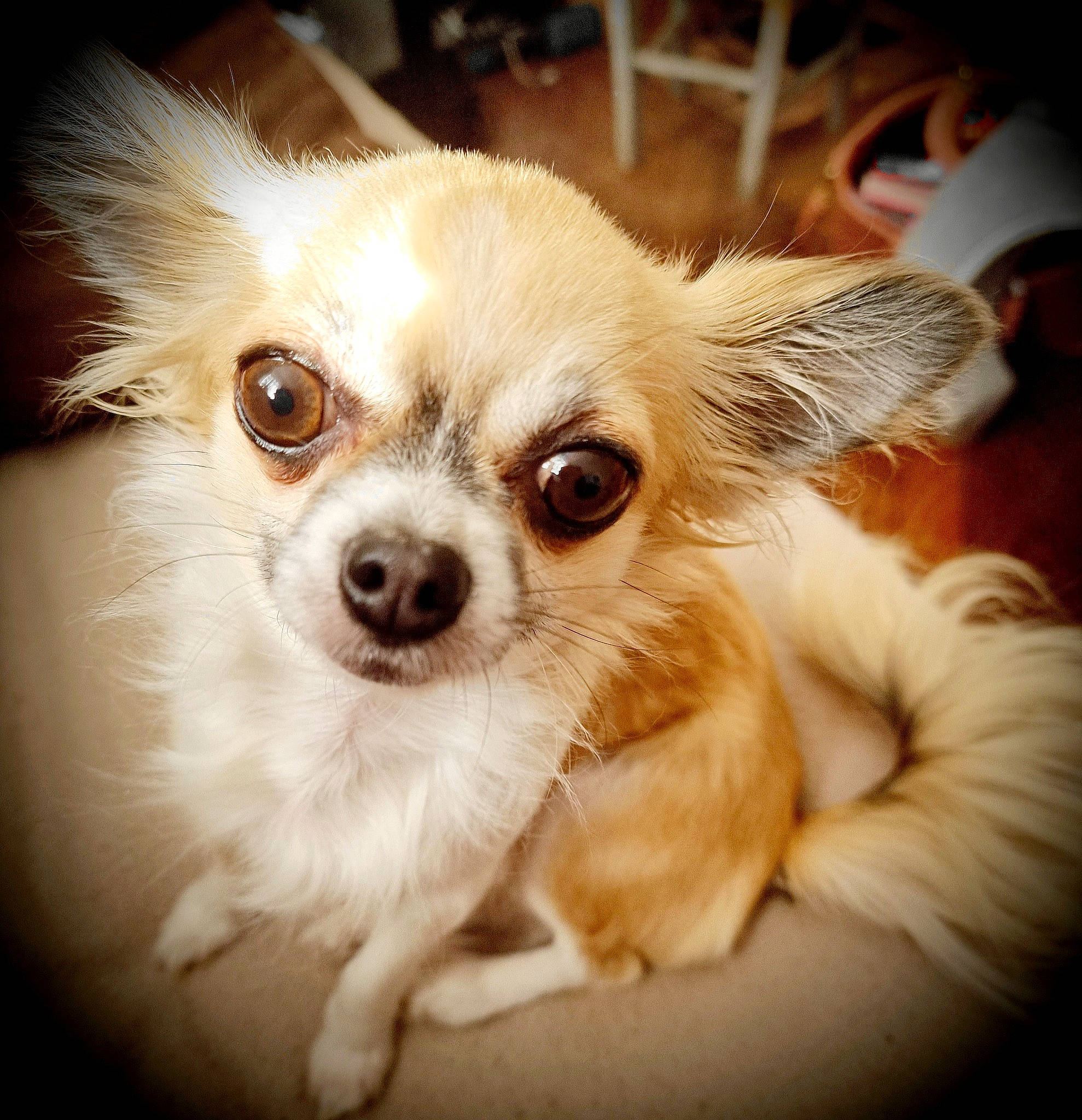 Namour participe au concours pour gagner de l'argent avec cette photo : canidae, carnivore, chihuahua, companion_dog, dog, dog_breed, dog_supply, ear, eye, fawn, fur, hair, head, snout, sporting_group, toy_dog, volpino_italiano, waste_container, whiskers, working_animal