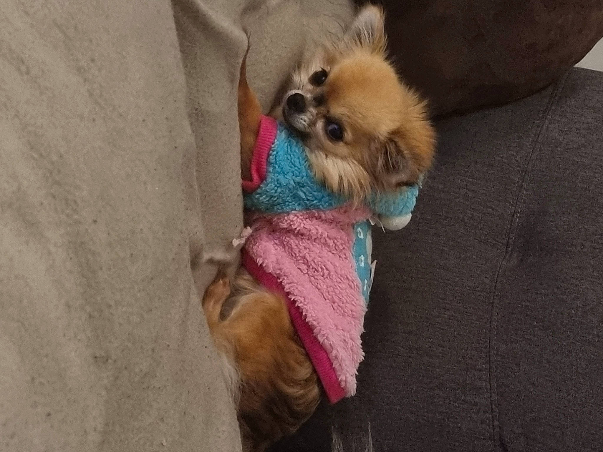 Miss Chihua participe au concours pour gagner de l'argent avec cette photo : canidae, carnivore, collar, companion_dog, dog, dog_breed, dog_clothes, dog_collar, dog_supply, fashion_accessory, fawn, fur, liver, mammal, pet_supply, snout, sporting_group, toy_dog, vertebrate, working_animal