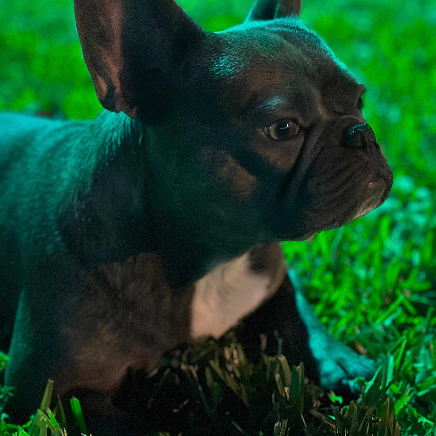 Missy Rose is registered to the contest to win money with this photo: animal, boxer, bulldog, canine, dog, face, frenchbulldog, grass, head, lawn, person, pet, pitbull, plant, puppy, snout, whitedog