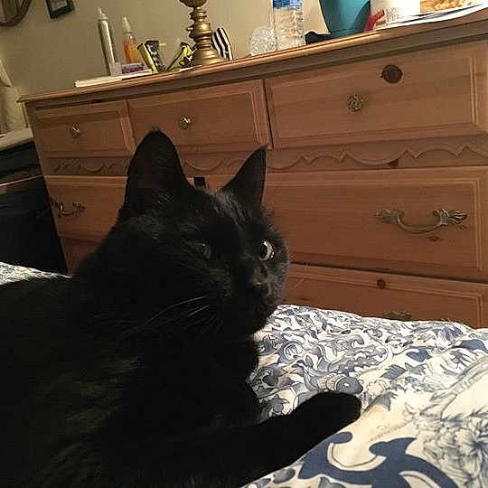 Indie joined the competition — help win amazing prizes!