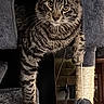 animal, cat, cat_tree, ears, eyes, feline, furniture, home, indoors, kitten, pet, photography, playful, portrait, scratching_post, sitting, standing, striped_fur, tabby, whiskers