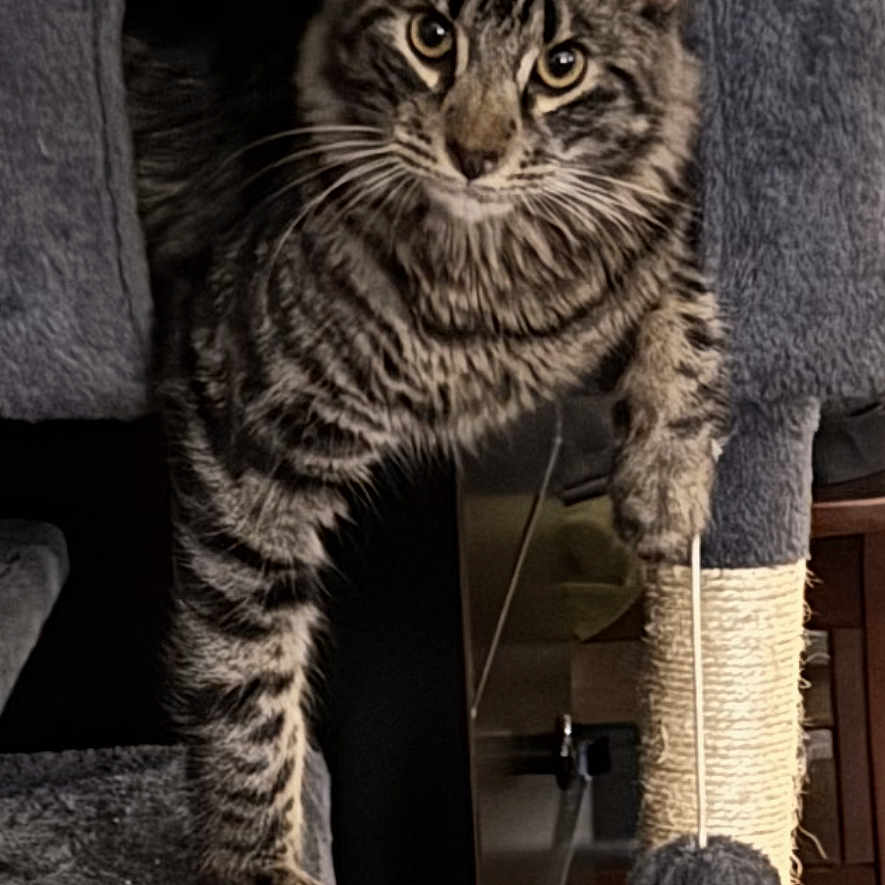 Skheye joined the competition — help win amazing prizes! animal, cat, cat_tree, ears, eyes, feline, furniture, home, indoors, kitten, pet, photography, playful, portrait, scratching_post, sitting, standing, striped_fur, tabby, whiskers