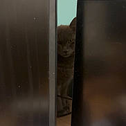 Mistinguette participe au concours pour gagner de l'argent avec cette photo : cat, gray_cat, computer_monitor, desk, keyboard, office, peeking, shadow, indoor, wooden_surface, technology, feline, curious, hidden, workspace, electronics, screen, looking, pet, quiet