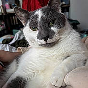 Loungefly a rejoint le concours — aidez-le/la à gagner de superbes lots ! cat, close_up, indoor, relaxed, white_fur, gray_fur, green_eyes, pet, cozy, fur_pattern, paw, resting, soft_surface, domestic_animal, cute, whiskers, portrait, animal_face, feline, background_clutter