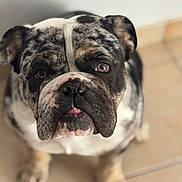 Archibald a rejoint le concours — aidez-le/la à gagner de superbes lots ! dog, bulldog, close_up, pet, canine, animal, brown, white, black, face, ears, floor, tile, looking_up, portrait, sitting, fur, whiskers, nose, indoor