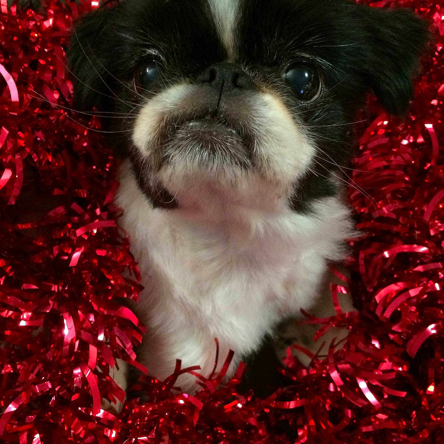 Blayze joined the competition — help win amazing prizes!