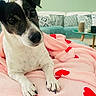 dog, pet, black_and_white, portrait, lying_down, blanket, pink_blanket, hearts, living_room, sofa, couch, pillows, coffee_table, indoor, cozy, cute, looking_at_camera, front_paws, home_decor, animal