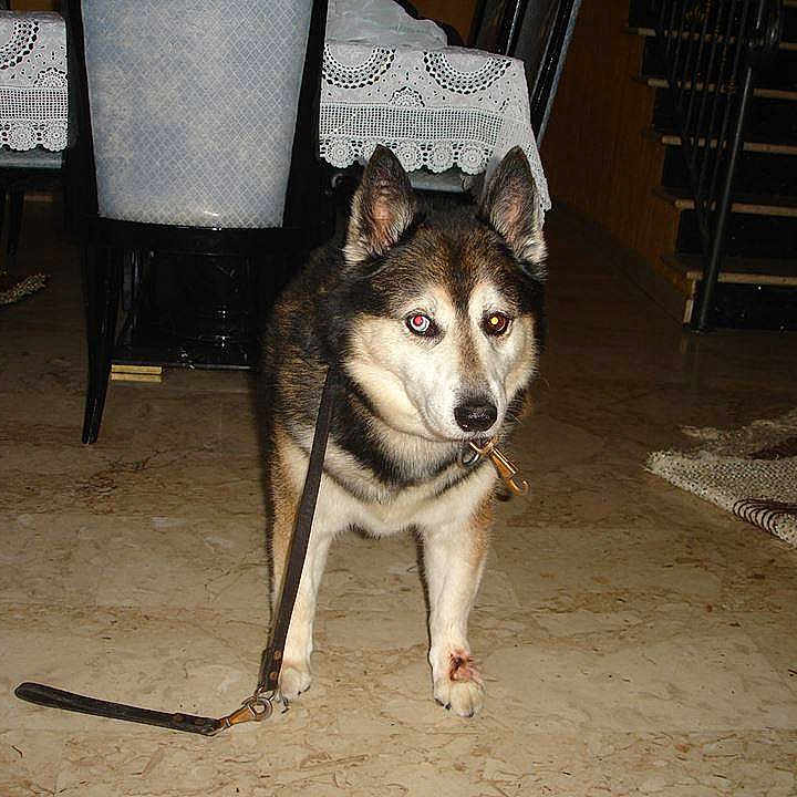 Balto is registered to the contest to win money with this photo: