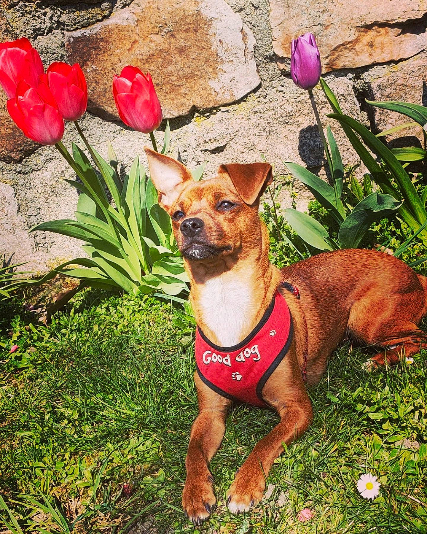 Plume a rejoint le concours — aidez-le/la à gagner de superbes lots ! canidae, carnivore, chihuahua, dog, dog_breed, fawn, flower, grass, mammal, miniature_pinscher, plant, puppy, russkiy_toy, vertebrate, wildflower