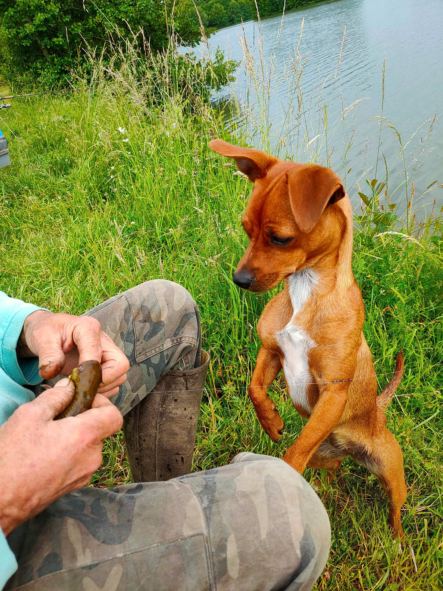 Plume a rejoint le concours — aidez-le/la à gagner de superbes lots ! canidae, carnivore, companion_dog, dog, dog_breed, fawn, hound, hunting_dog, mammal, mountain_cur, plummer_terrier, sporting_group, vertebrate