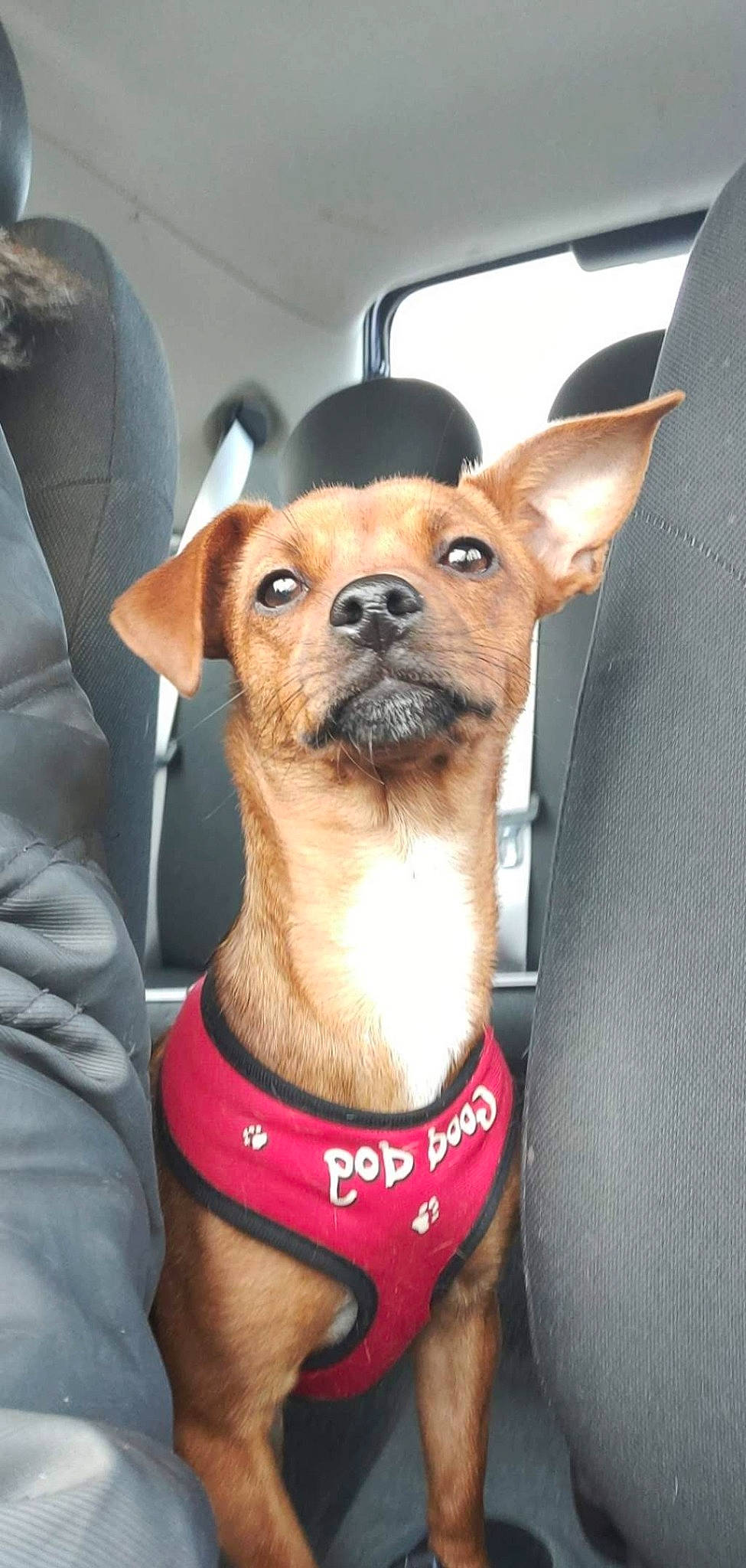 Plume a rejoint le concours — aidez-le/la à gagner de superbes lots ! ancient_dog_breeds, canidae, carnivore, chihuahua, companion_dog, dog, dog_breed, fawn, feist, mammal, rare_breed_dog, snout, sporting_group, toy_dog, vertebrate, whiskers