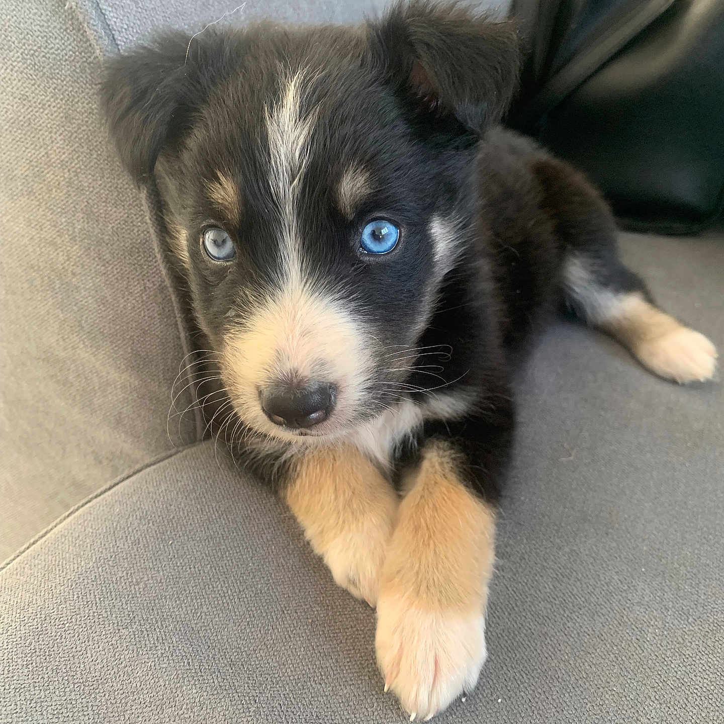 Aïka participe au concours pour gagner de l'argent avec cette photo : animal, background, black_fur, blue_eyes, closeup, couch, cute, dog, face, fur, indoor, nose, paws, pet, puppy, relaxed, tan_fur, whiskers, white_fur, young_dog