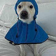 Benny is registered to the contest to win money with this photo: dog, pet, raincoat, blue, hood, white, cushion, indoor, cute, animal, canine, fur, portrait, sitting, clothing, face, expression, looking, home, cozy