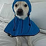 dog, pet, raincoat, blue, hood, white, cushion, indoor, cute, animal, canine, fur, portrait, sitting, clothing, face, expression, looking, home, cozy