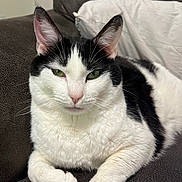 King is registered to the contest to win money with this photo: cat, black_and_white, green_eyes, couch, indoor, feline, pet, relaxed, fur, whiskers, pillow, domestic_animal, closeup, resting, animal, cozy, portrait, cute, lazy, soft