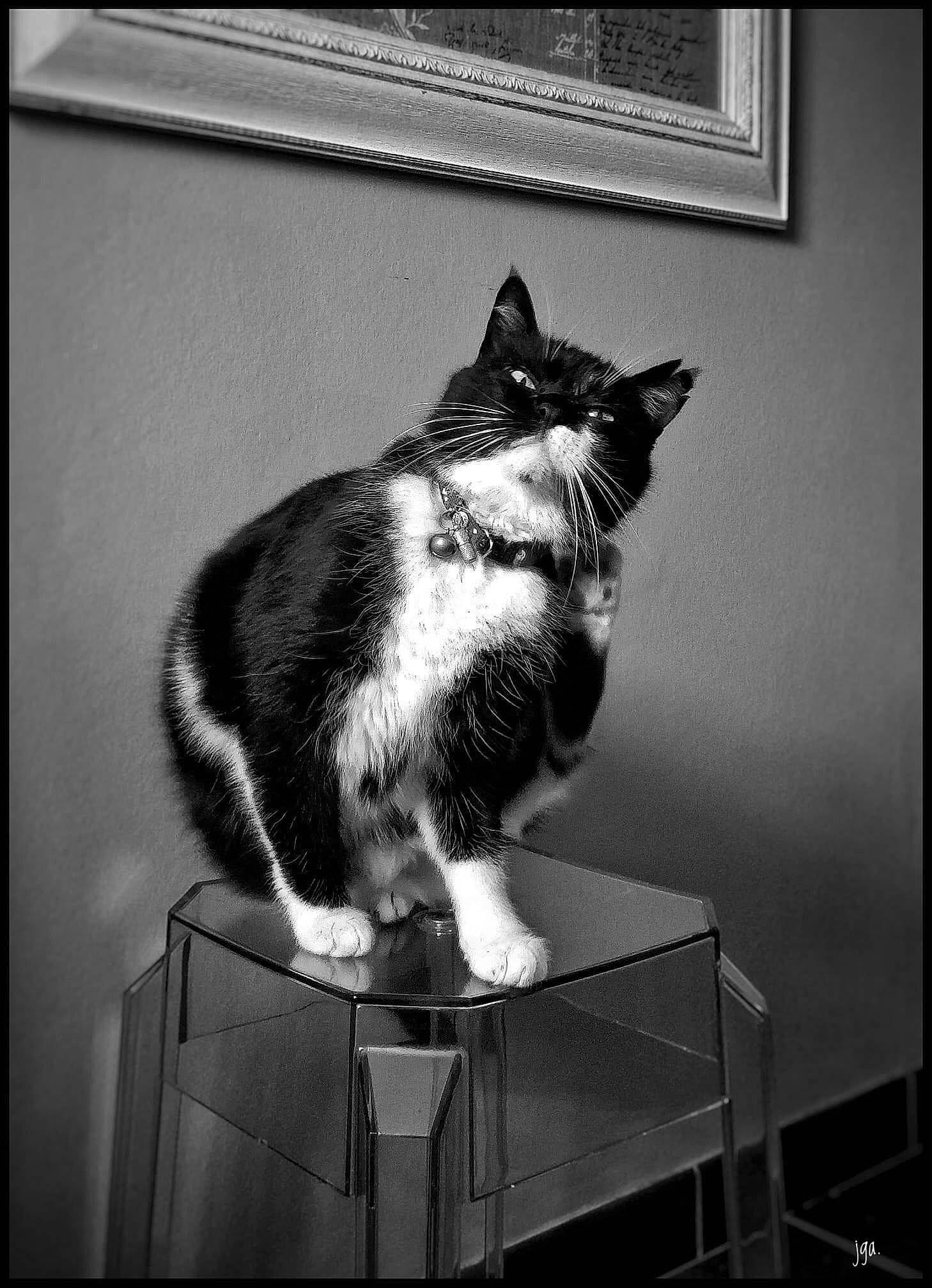 Gaspard participe au concours pour gagner de l'argent avec cette photo : black, black_and_white, carnivore, cat, darkness, felidae, fur, grey, monochrome, monochrome_photography, picture_frame, rectangle, room, small_to_medium_sized_cats, snout, style, tail, whiskers, white, window