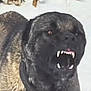Debo joined the competition — help win amazing prizes! dog, animal, canine, teeth, growling, aggressive, fur, outdoor, snow, black, brown, collar, pet, muzzle, snarl, wild, intense, closeup, portrait, nature